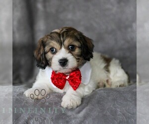 Cavachon Puppy for sale in GORDONVILLE, PA, USA