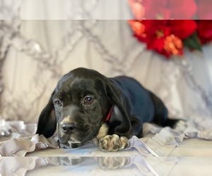 Cocker Spaniel-Staffordshire Bull Terrier Mix Puppy for sale in LANCASTER, PA, USA