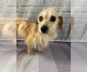 Dachshund-Unknown Mix Dogs for adoption in Raleigh, NC, USA