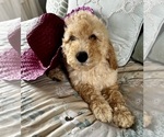 Small Photo #14 Goldendoodle Puppy For Sale in PENSACOLA, FL, USA