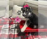 Small #1 German Shepherd Dog