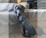 Small Photo #3 Great Dane Puppy For Sale in ROAMING SHORES, OH, USA