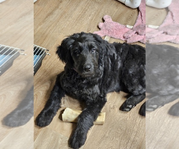 Medium Photo #5 Double Doodle Puppy For Sale in JEDDO, MI, USA