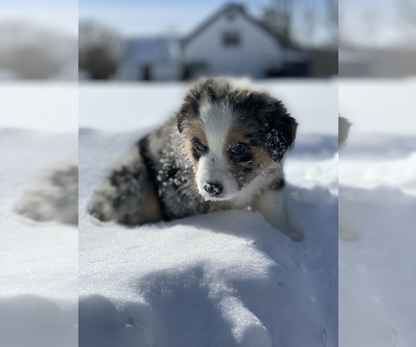 Medium Photo #2 Australian Shepherd Puppy For Sale in WHITINGHAM, VT, USA