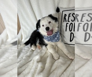 Australian Shepherd Puppy for sale in GREENFIELD, IN, USA