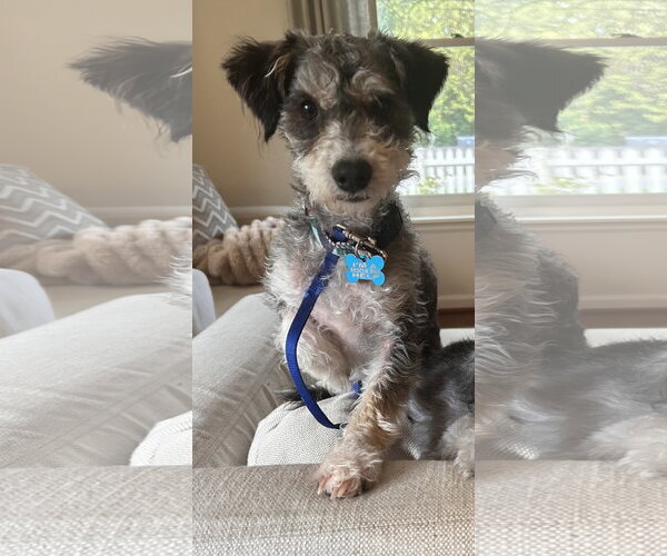 Medium Photo #2 Poodle (Miniature)-Unknown Mix Puppy For Sale in Bellevue, WA, USA