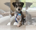 Small #1 Poodle (Miniature) Mix