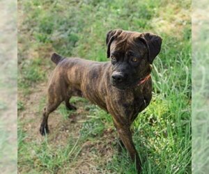 Boxer Dogs for adoption in Westminster, MD, USA