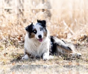 Mother of the Australian Shepherd puppies born on 03/26/2024