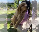 Small Golden Retriever