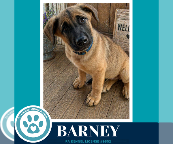 Medium Photo #2 Mutt Puppy For Sale in Kimberton, PA, USA