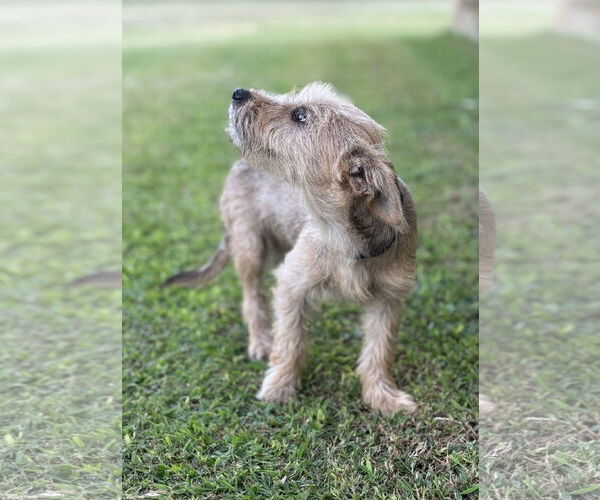 Medium Photo #2 Mutt Puppy For Sale in PIPE CREEK, TX, USA