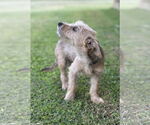 Small #1 Mutt
