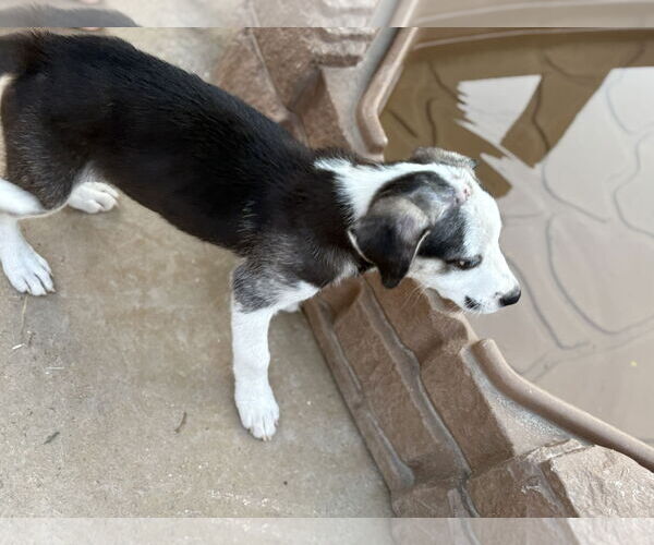 Medium Photo #4 Huskies -Labrador Retriever Mix Puppy For Sale in Fenton, MO, USA