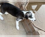 Small #3 Huskies -Labrador Retriever Mix