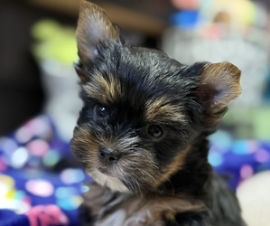 Yorkshire Terrier Puppy for sale in VALRICO, FL, USA