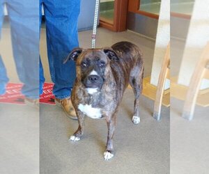 Staffordshire Bull Terrier Dogs for adoption in Upland, CA, USA