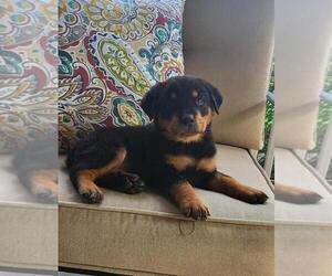 Rottweiler Puppy for sale in NOBLESVILLE, IN, USA