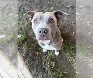 Mutt Dogs for adoption in Riverside, CA, USA