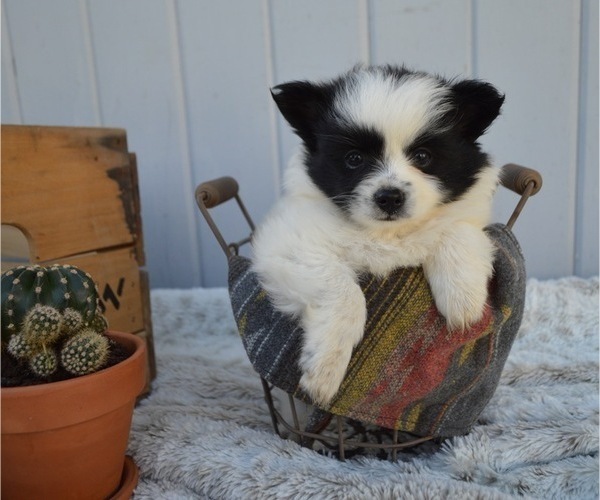 Medium Photo #1 Pomimo Puppy For Sale in HONEY BROOK, PA, USA