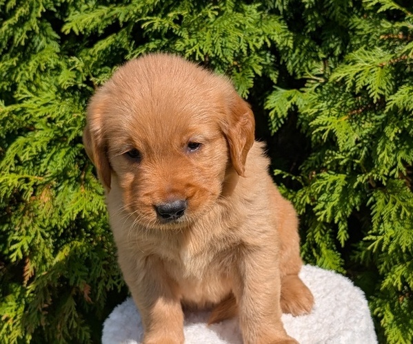 Medium Photo #4 Golden Retriever Puppy For Sale in GOSHEN, IN, USA