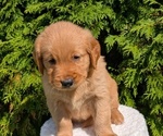 Small #2 Golden Retriever