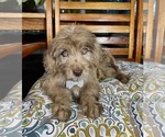 Reese - Male Labradoodle Puppy for Sale - Photo #7