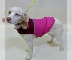 Cocker Spaniel-Unknown Mix Dogs for adoption in Sherman Oaks, CA, USA