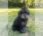 Small #10 Poodle (Miniature)