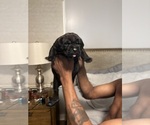 Small Cane Corso
