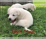 Small Photo #11 Labrador Retriever Puppy For Sale in FARMINGTON, MO, USA
