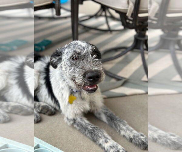 Medium Photo #13 Mutt Puppy For Sale in Sandy, UT, USA