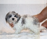 Small #6 ShihPoo
