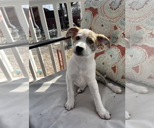 Mutt Dogs for adoption in Sandy, UT, USA