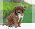 Small #3 Cavapoo