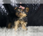 Small #1 Yorkshire Terrier