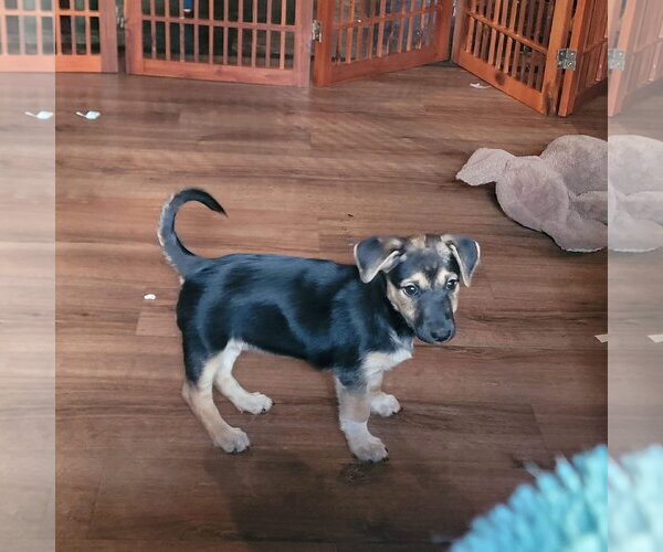 Medium Photo #1 Shepradors Puppy For Sale in New London, WI, USA