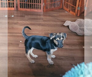 Shepradors Dogs for adoption in New London, WI, USA