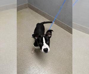 Labrador Retriever-Unknown Mix Dogs for adoption in Las Vegas, NV, USA