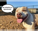 Small #1 American Pit Bull Terrier