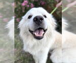 Small #5 Great Pyrenees