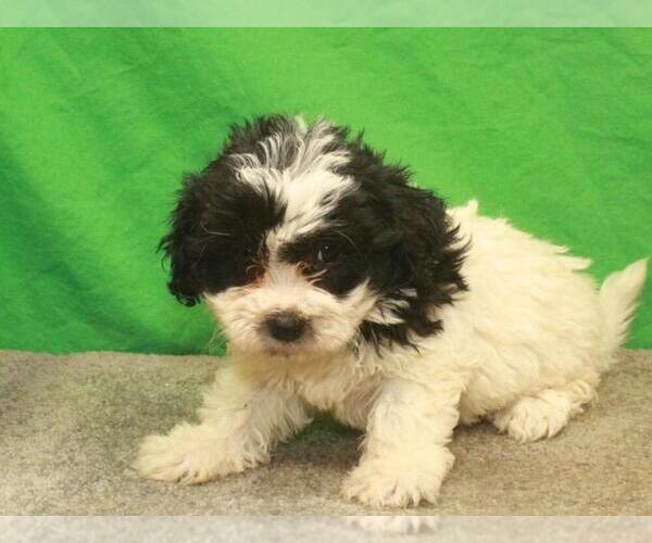 Medium Photo #1 ShihPoo Puppy For Sale in SHAWNEE, OK, USA