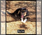 Big Tex - Male Aussie Pyrenees Dog for Adoption - Small photo