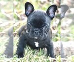 Small Photo #3 French Bulldog Puppy For Sale in WEST CHESTER, OH, USA