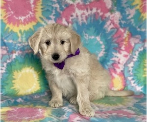 American Eskimo Dog-Goldendoodle Mix Puppy for sale in LANCASTER, PA, USA