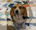 Small #1 Beagle