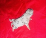 Small #3 American Bully