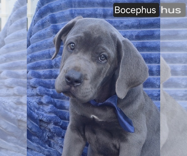 Medium Photo #2 Cane Corso Puppy For Sale in MINERAL WELLS, WV, USA