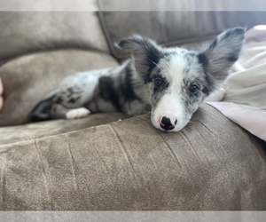 Border Collie Puppy for sale in NORWALK, OH, USA