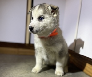 Siberian Husky Puppy for Sale in FORT WAYNE, Indiana USA
